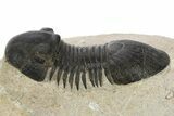 Paralejurus Trilobite Fossil - Atchana, Morocco #331919-1